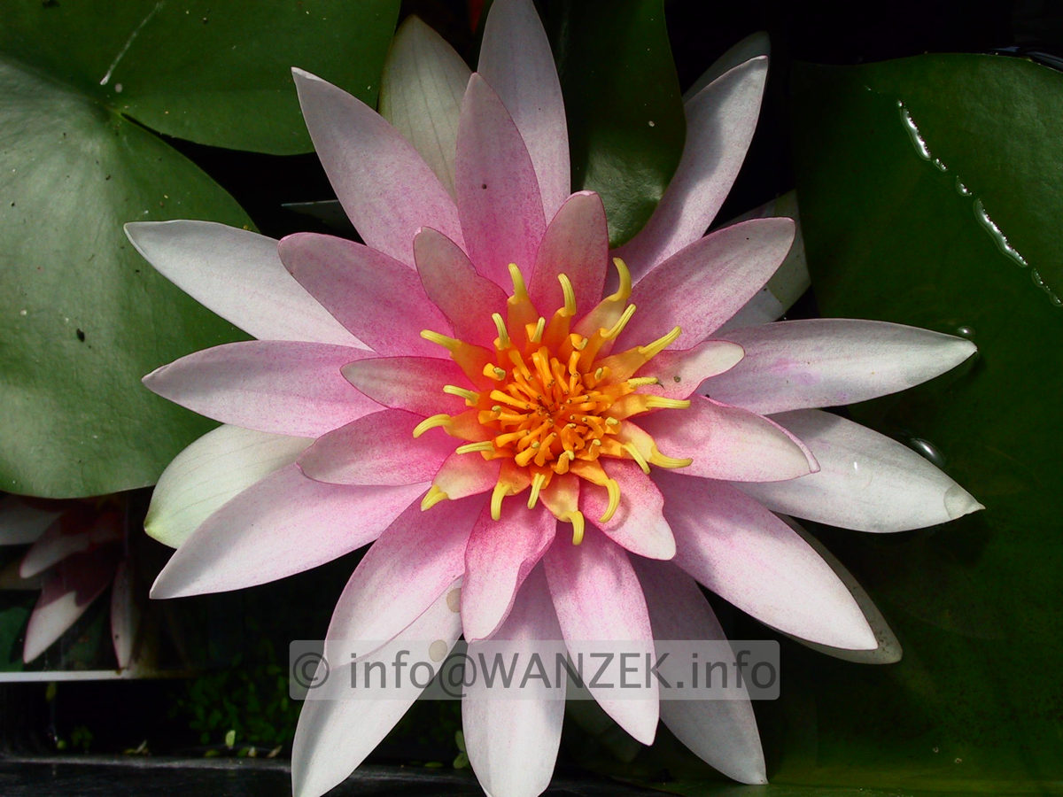 Nymphaea Fritz Junge 1.jpg